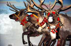 kolatravel russian lapland saami indigenous people ancestors finno-ugric folklore izhemtsy komi lappish costume lapps history reindeers proto-lapps reindeer nation reindeer-breeding sámi nentsi