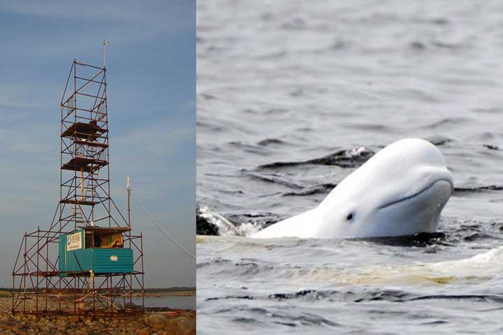 belukha beluga white whales white sea karelia russia solovki archipelago solovetsky islands kola travel