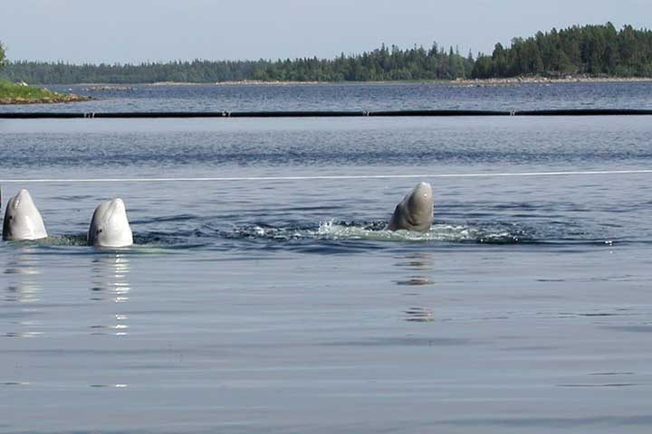 belukha beluga white whales white sea karelia russia solovki archipelago solovetsky islands kola travel